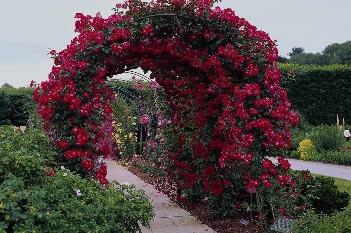 Plants Which Look Best On Garden Arches WanderGlobe