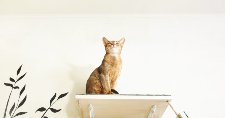 Cat Climbing Ideas: Cat Shelves, Condos, Trees & Perches