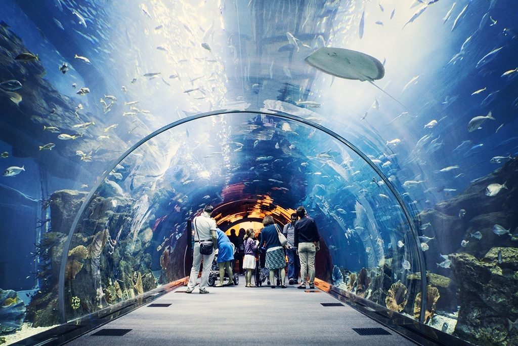 dubai mall aquarium and underwater zoo