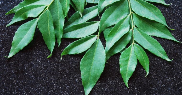 Curry Leaves: The Simple Yet Magical Ingredient of Every Kitchen