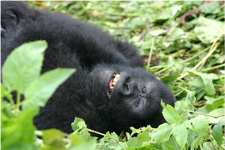 Gorilla Tracking in the Mountains of Rwanda