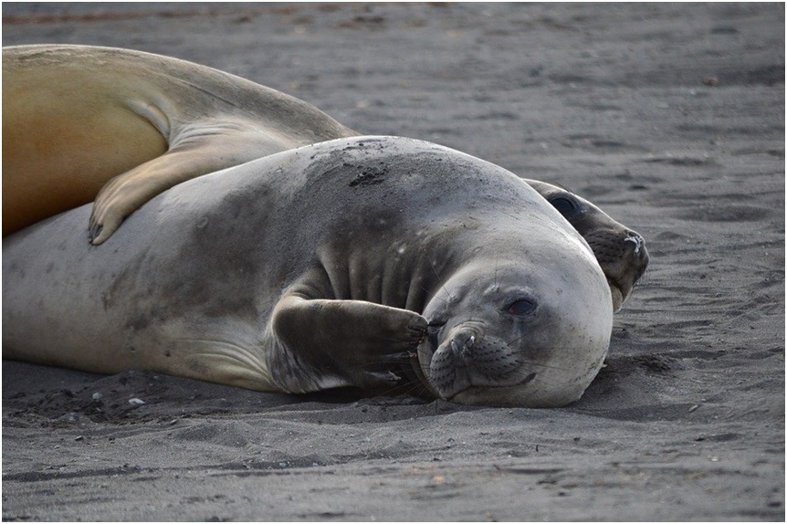 Journey to Antarctica to Spot Seals