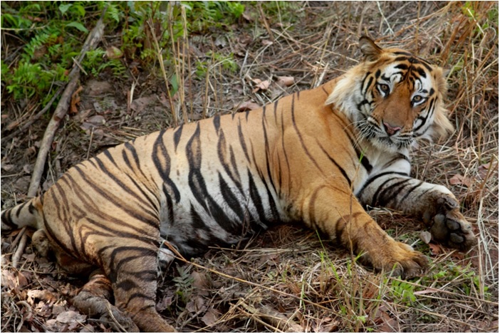 Photograph a Tiger in a National Park of India