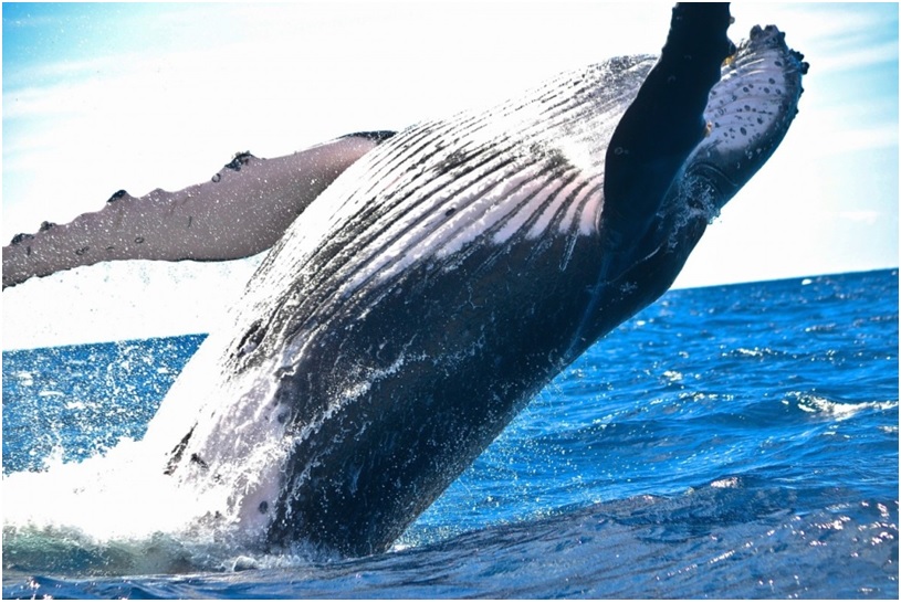 Spotting Whales in the Coasts of Canada