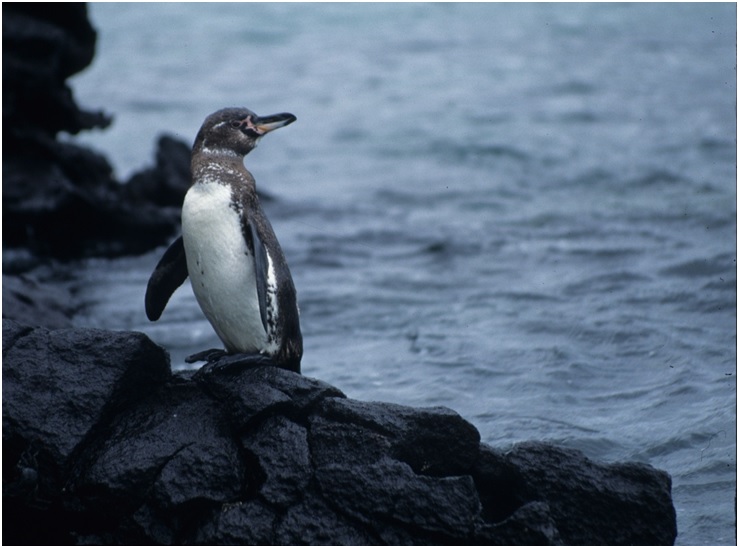 Swimming with Penguins in Galapagos Islands