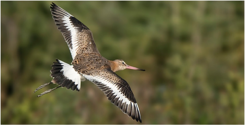 Bird Watching Trip