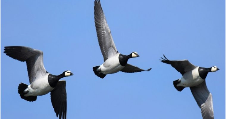 6 Places To Go For Birding In The UK In Winter