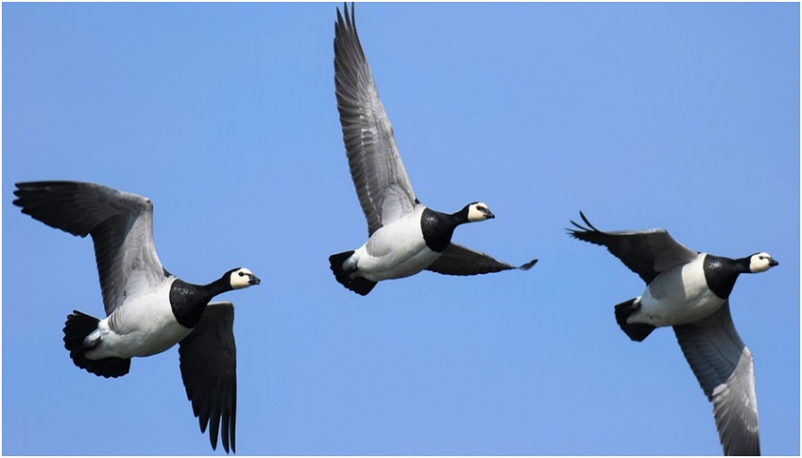 6 Places To Go For Birding In The UK In Winter