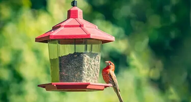 How to Make an Informed Purchase for Your Bird Feeder