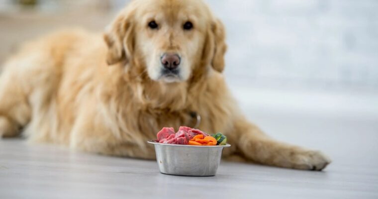 Best Diets for Different Dog Breeds: Tailoring Nutrition to Their Needs