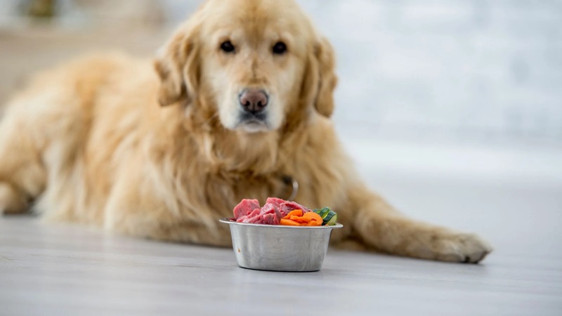 Best Diets for Different Dog Breeds: Tailoring Nutrition to Their Needs