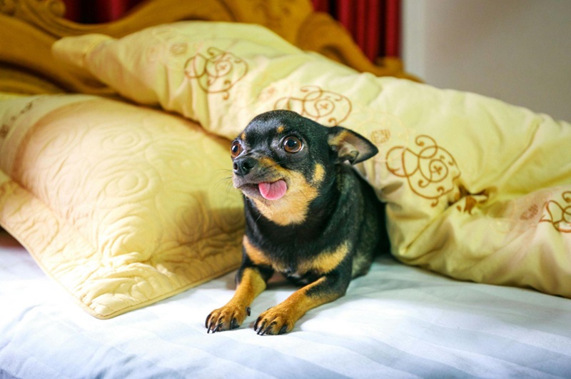 Comfortable Stays for Your Furry Friend: 7 Benefits of Choosing Pet-Friendly 4-Star Hotels