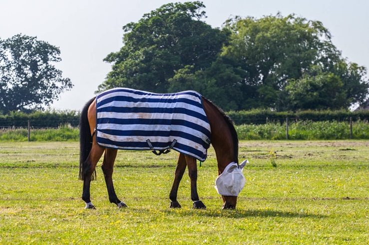 Summer Horse Rug